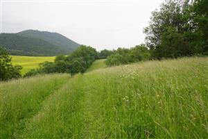 Záber na časť monitorovaného biotopu